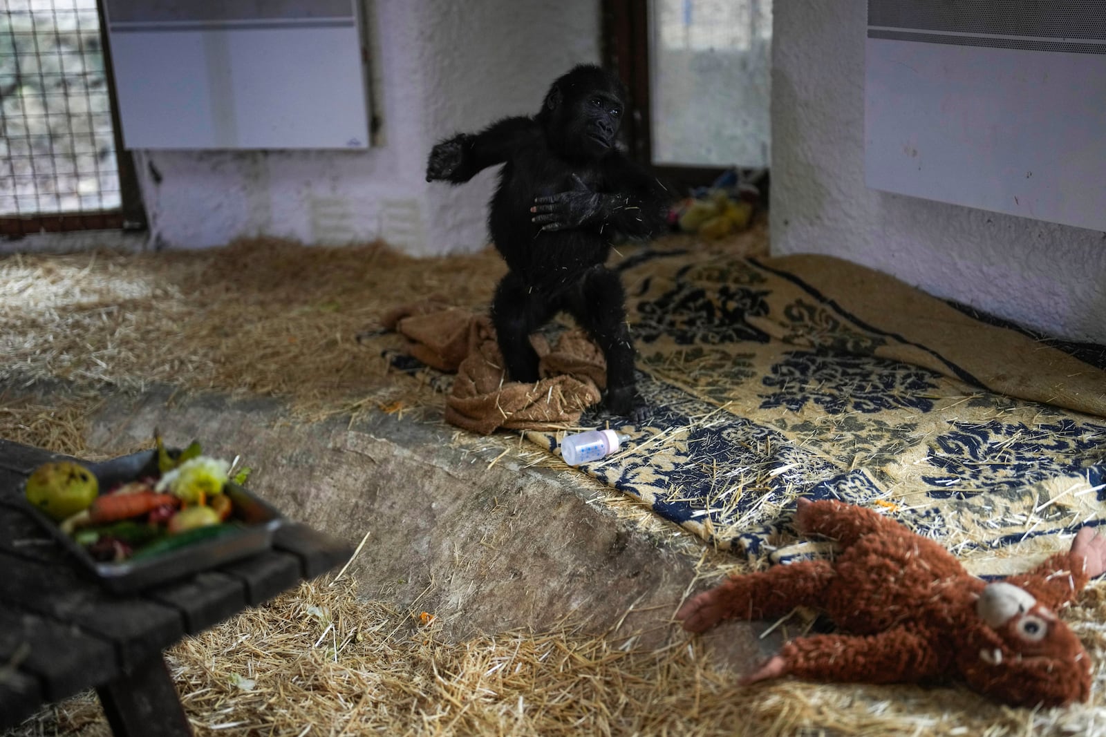 Zeytin, a 5-month-old male gorilla infant who was rescued at Istanbul Airport, walks in a specially created section of a zoo, in Istanbul, Turkey, Sunday, Jan. 12, 2025. (AP Photo/Khalil Hamra)