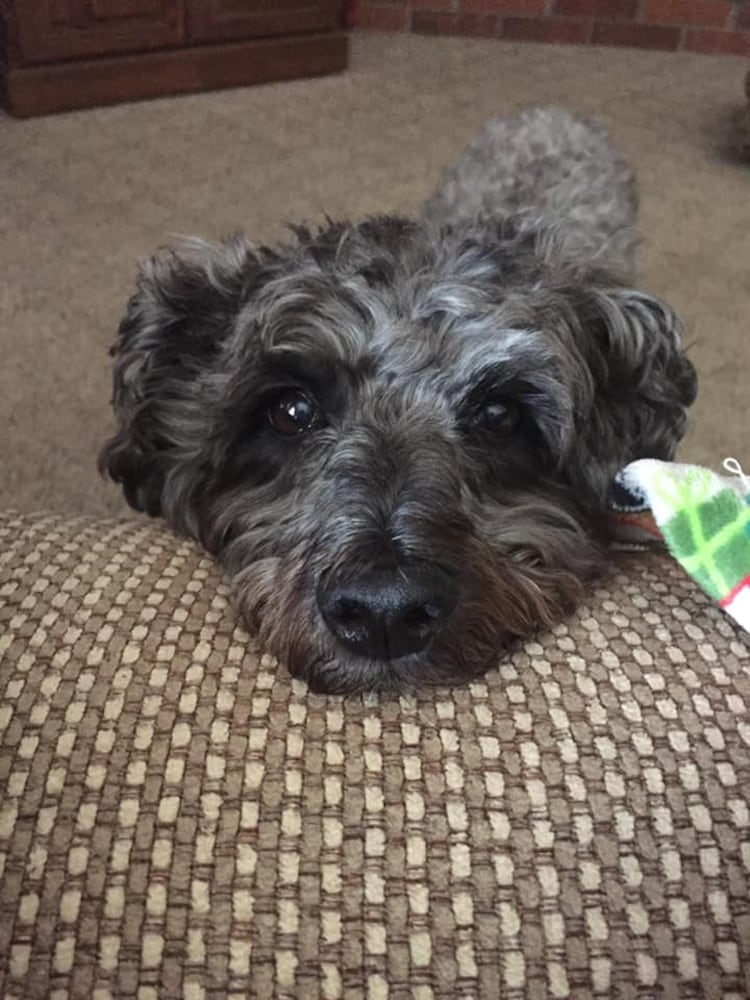 PHOTOS: It’s National Dog Day! Here are some puppy smiles for you