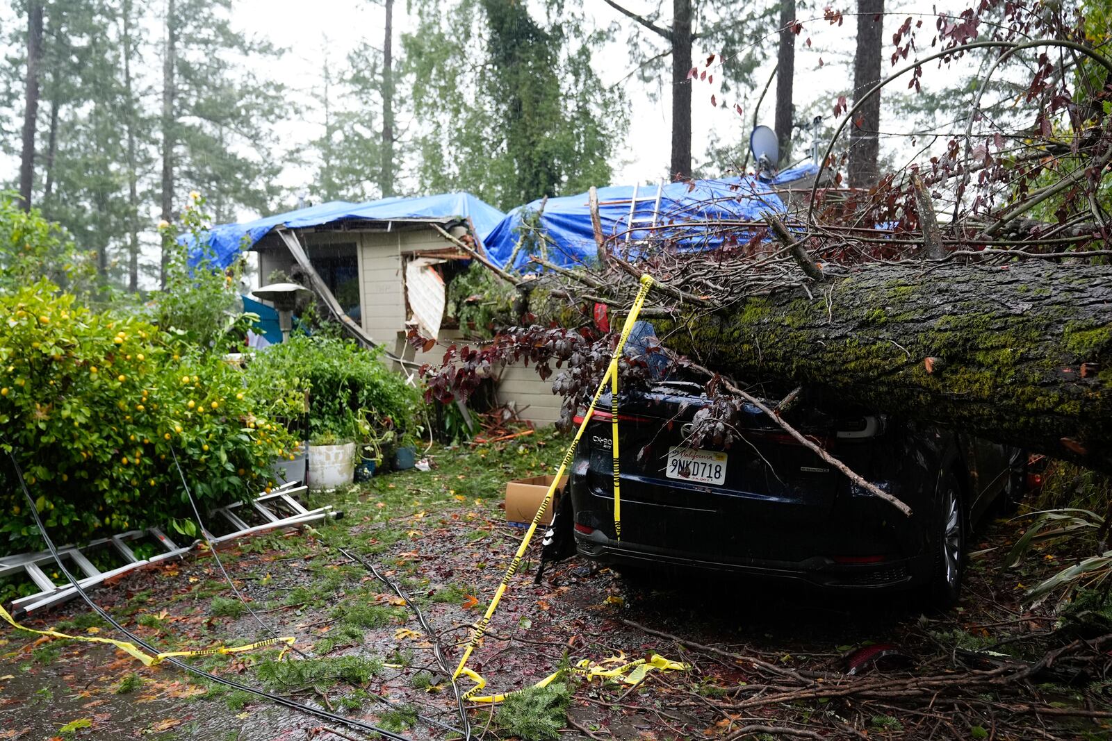 A downed tree destroys a vehicle and a property during a storm, Thursday, Nov. 21, 2024, in Forestville, Calif. (AP Photo/Godofredo A. Vásquez)