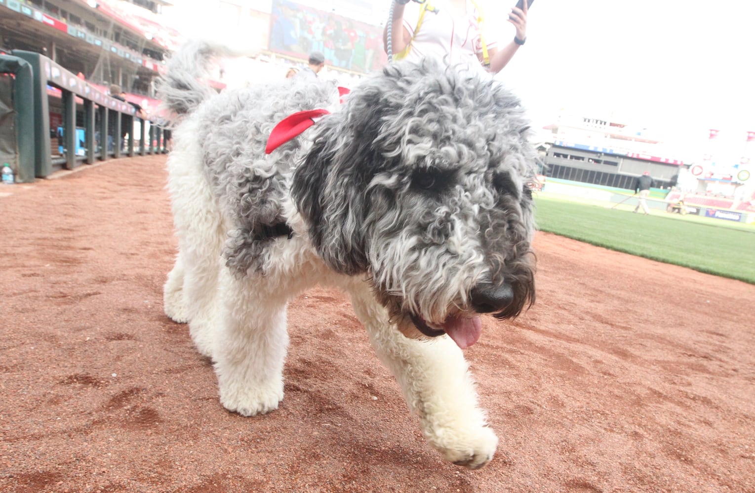 Photos: Bark in the Park Night at Great American Ball Park