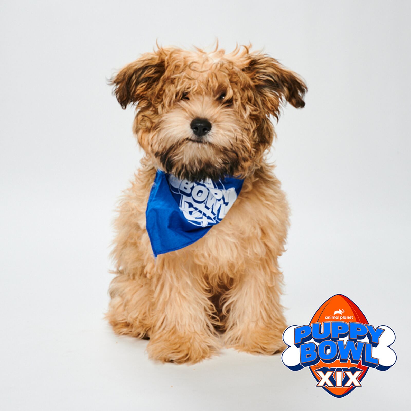 Juniper is one of two puppies from the Humane Society of Greater Dayton who will play for the Lombarky Trophy in Animal Planet’s Puppy Bowl XIX airing Sunday, Feb. 12 at 2 p.m. (CONTRIBUTED PHOTO).