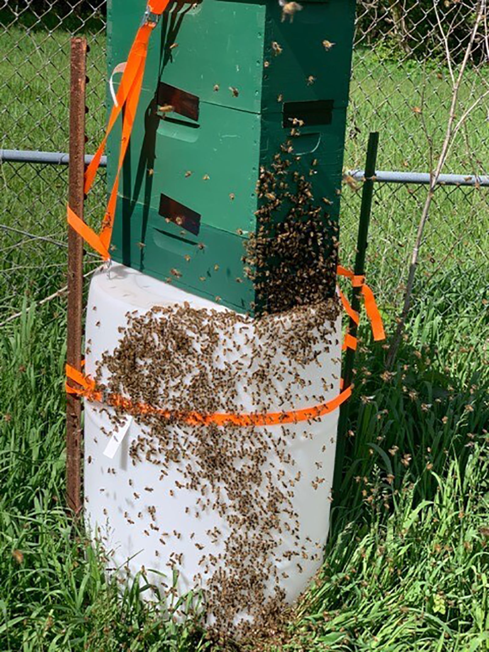 A honeybee swarm moves into a trap at the Huffman Prairie bee yard May 5. Traps are the best way to capture feral bees and create a new colony. CONTRIBUTED PHOTO