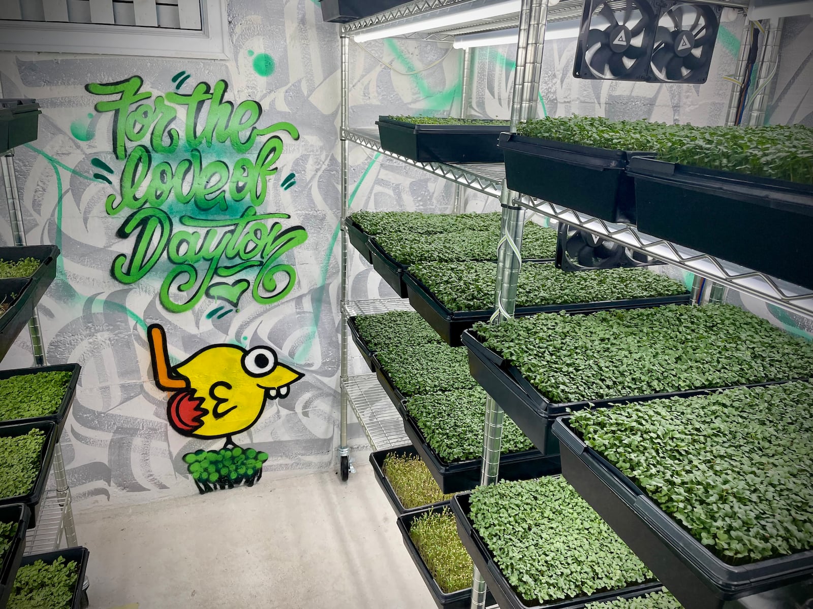 Dayton Microgreens, which started in founder Mark Tarziers' garage, has now expanded to a brick-and-mortar location on Wayne Avenue. NATALIE JONES/STAFF