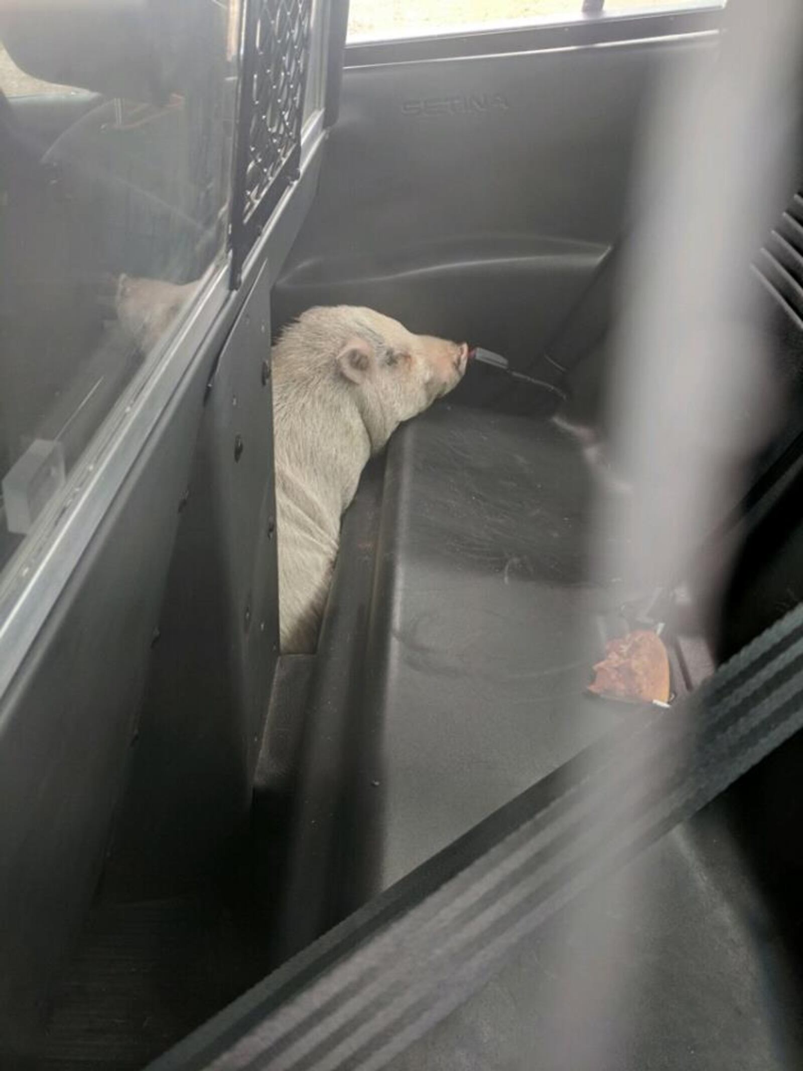 Wilbur the runaway pig in the back of the police car