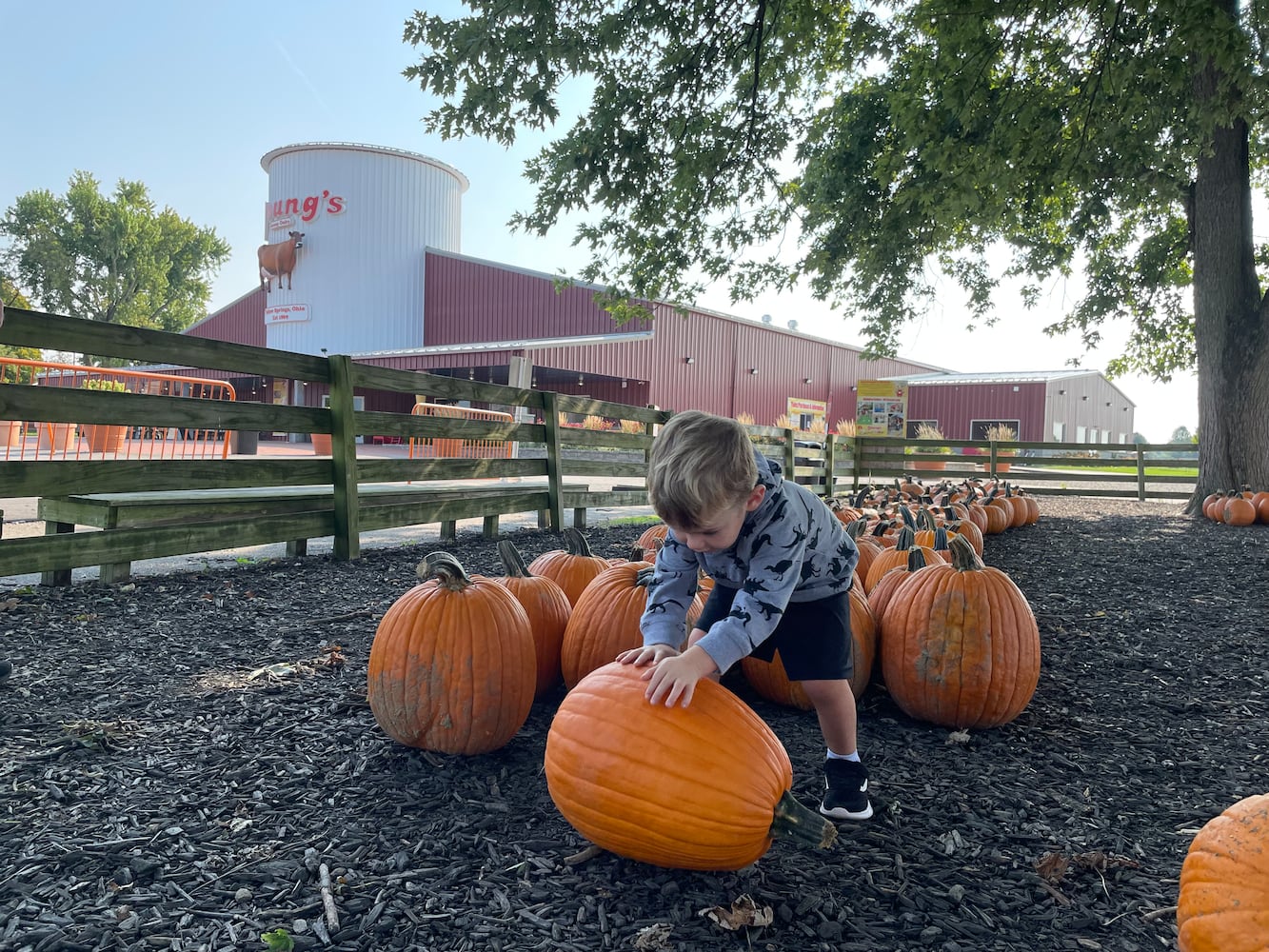 Young’s Jersey Dairy