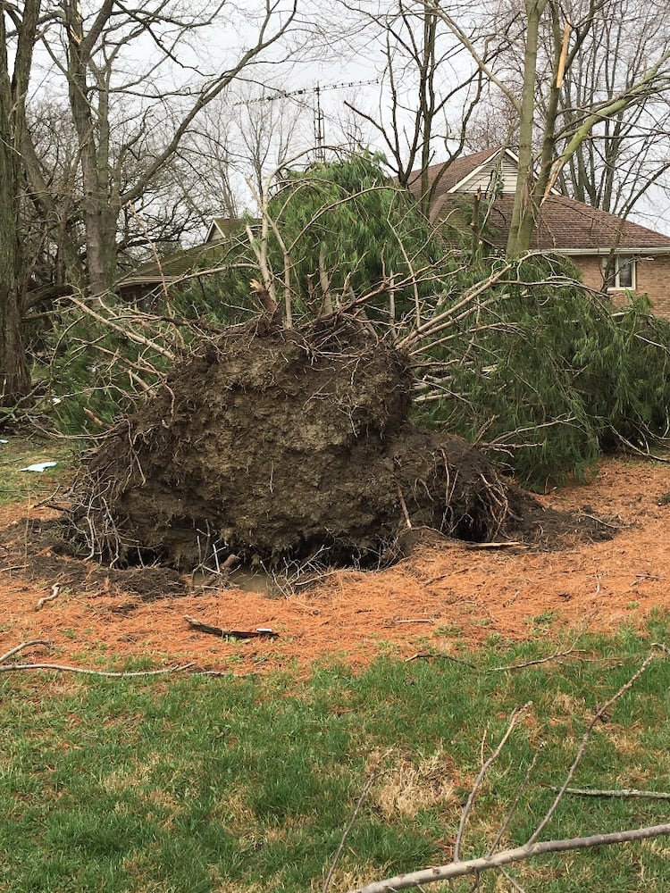 Arcanum Tornado Damage - Tree Uprooted