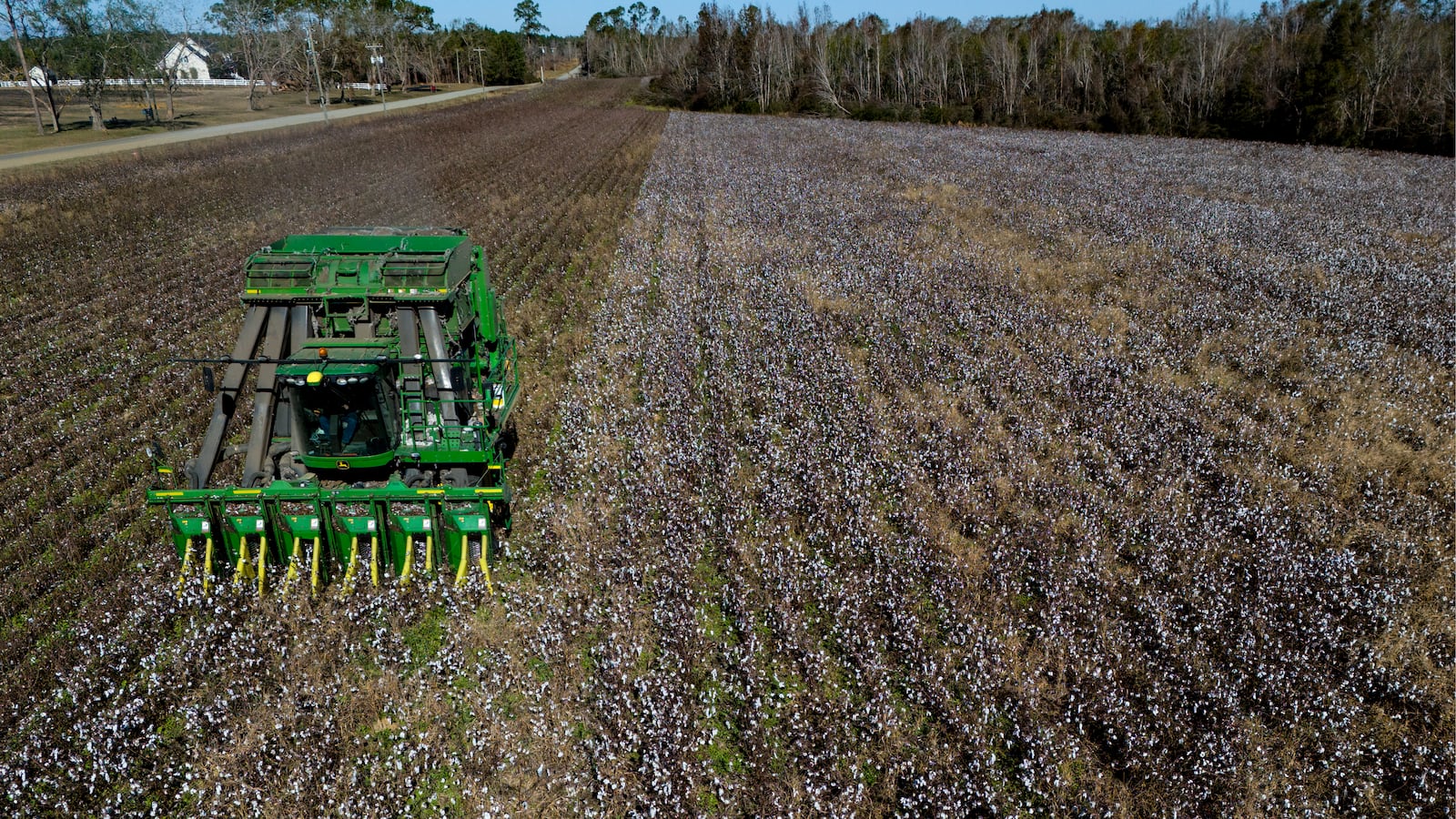 A cotton picker works in a field of cotton, Friday, Dec. 6, 2024, near Lyons, Ga. (AP Photo/Mike Stewart)