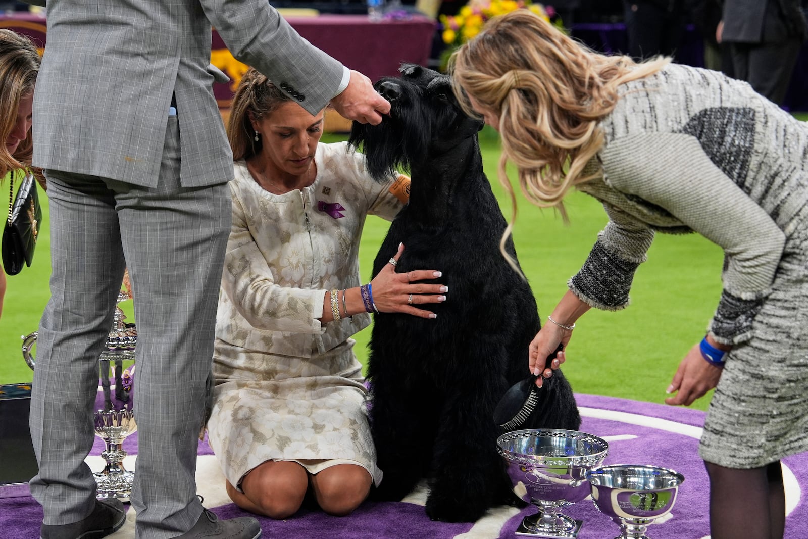 Monty, a Giant Schnauzer, receives a treat after winning best in show in the 149th Westminster Kennel Club Dog show, Tuesday, Feb. 11, 2025, in New York. (AP Photo/Julia Demaree Nikhinson)