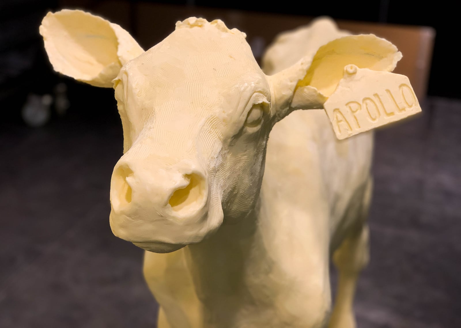 This year's butter calf dons an ear tag, which dairy farmers use for cow identification and record keeping, that honors the 50th anniversary of the Apollo 11 moon landing. More than 500,000 people are expected to visit the annual butter display at the Ohio State Fair. CONTRIBUTED BY THE OHIO STATE FAIR