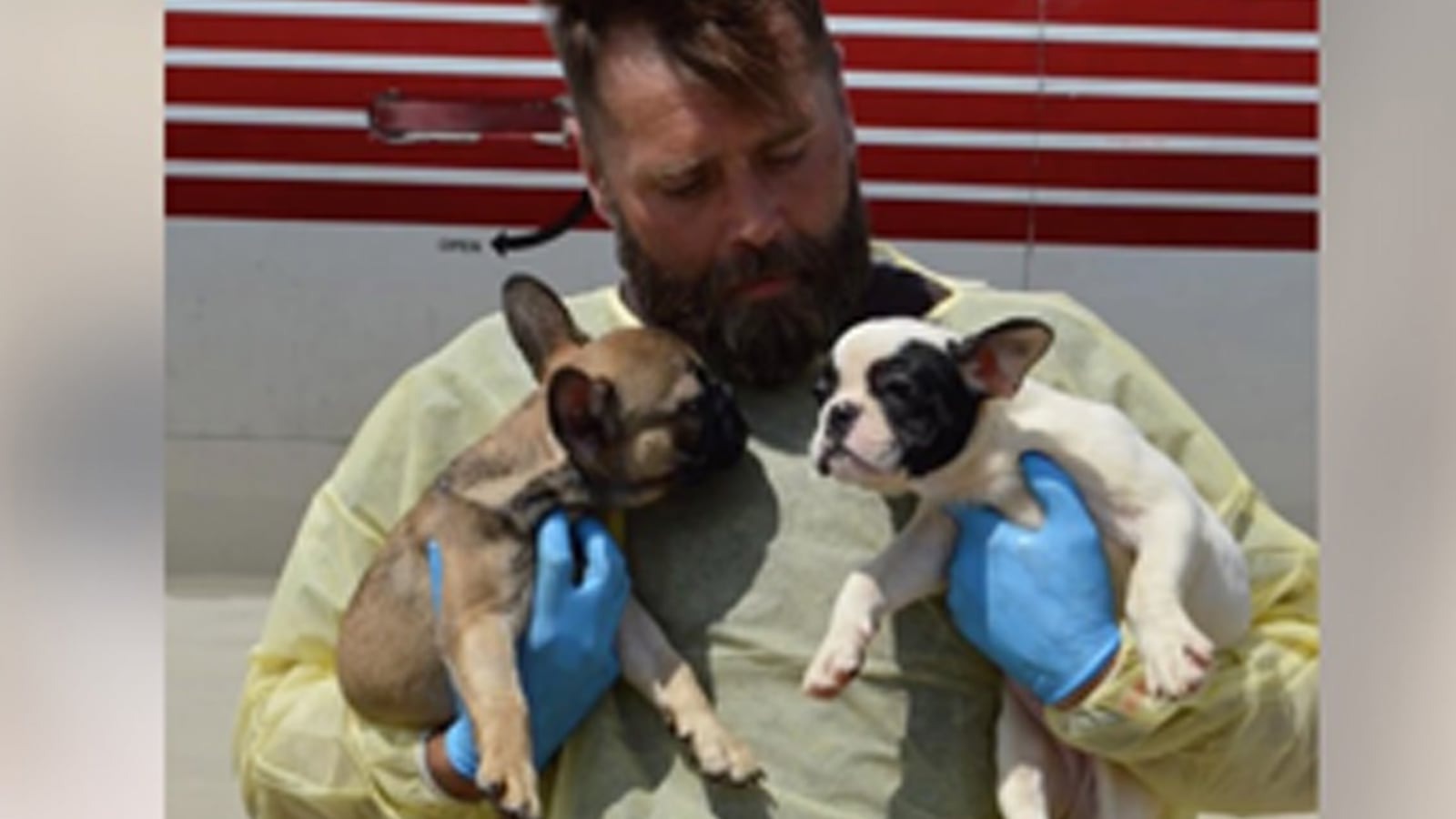 Dozens of French bulldogs are being treated after they were found stuffed in a hot moving van.