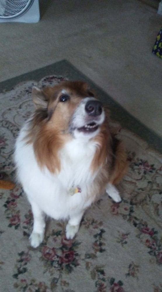 PHOTOS: It’s National Dog Day! Here are some puppy smiles for you