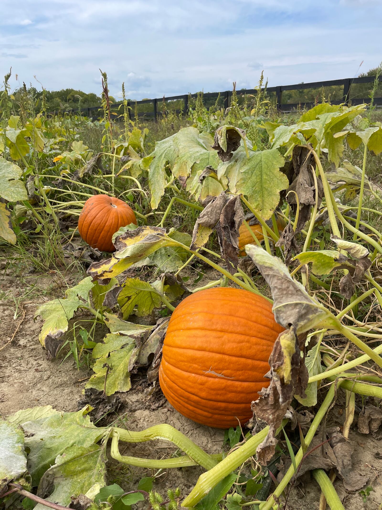 Pumpkins ready for picking at Hidden Valley Orchards in Lebanon. DEBBIE JUNIEWICZ