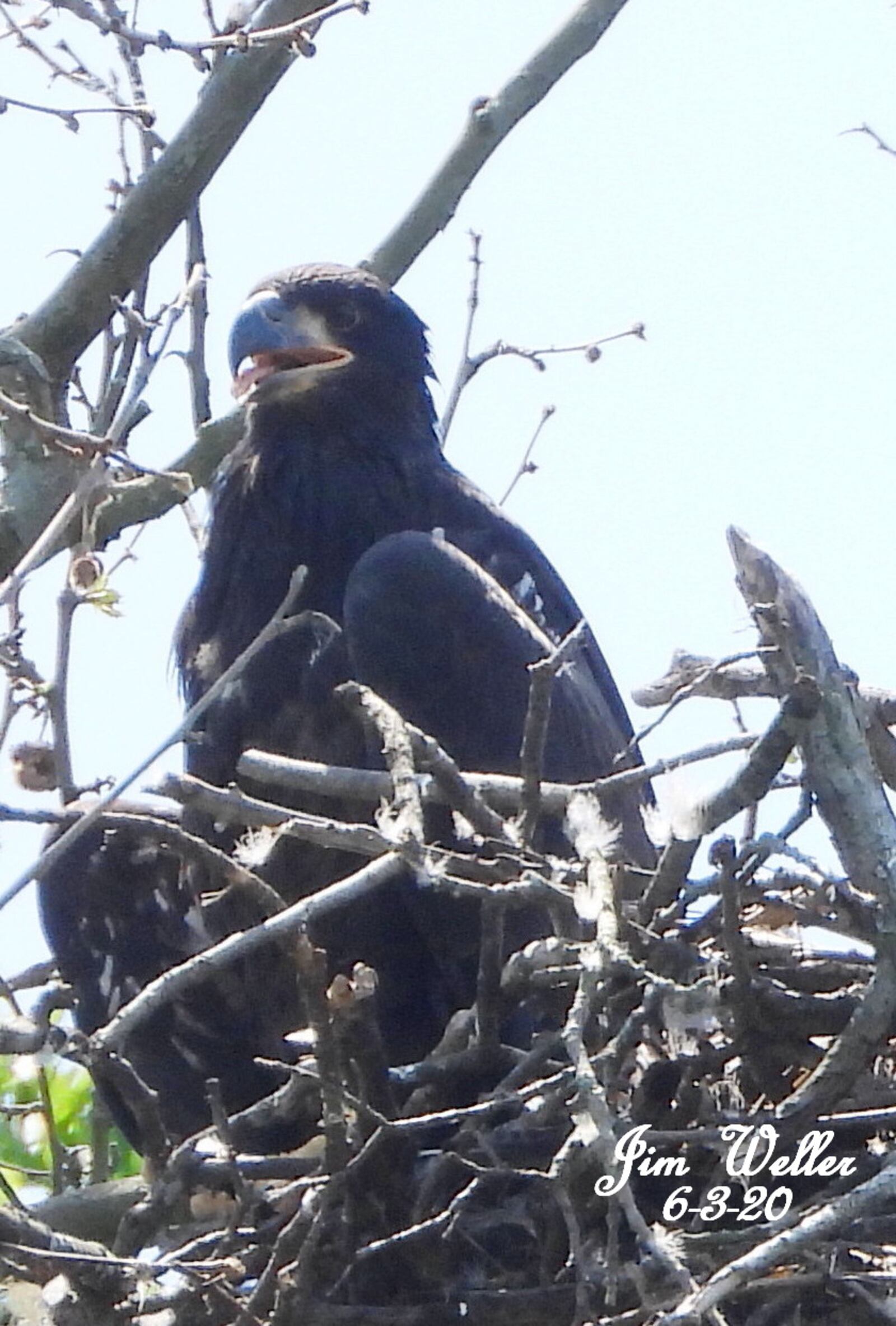 Meet Prop and Rudder. Names have been chosen for the eaglets born this spring at Carillon Historical Park to resident birds Orv and Willa. JIM WELLER/CONTRIBUTED