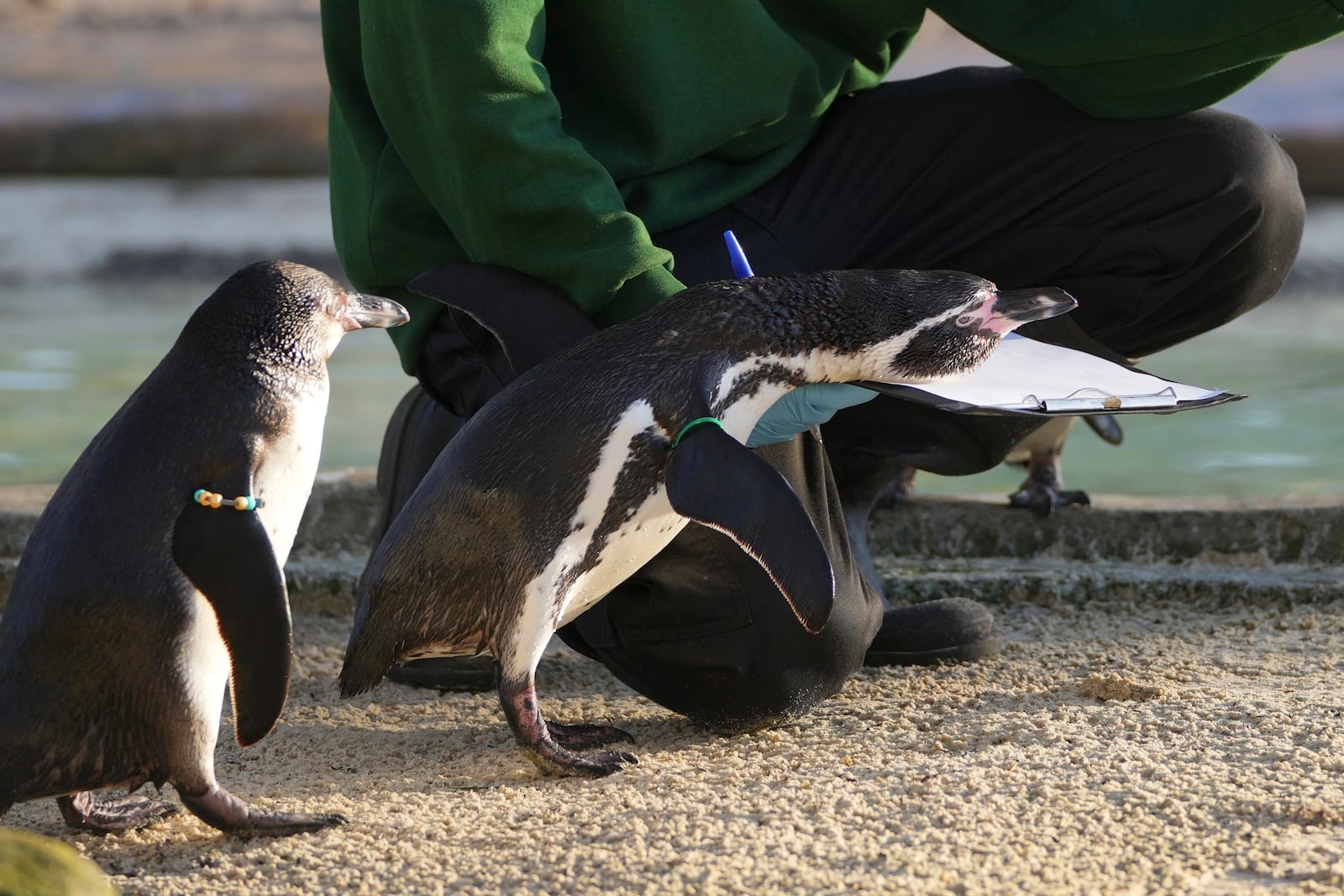 A keeper counts penguins during the annual stocktake at London Zoo in London, Friday, Jan. 3, 2025. (AP Photo/Kin Cheung)