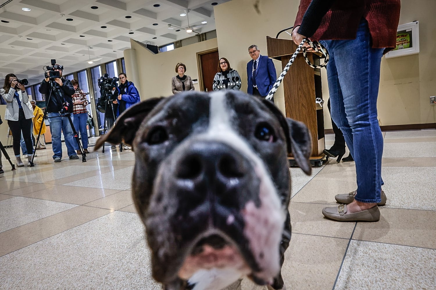 Montgomery County dog license sale launches