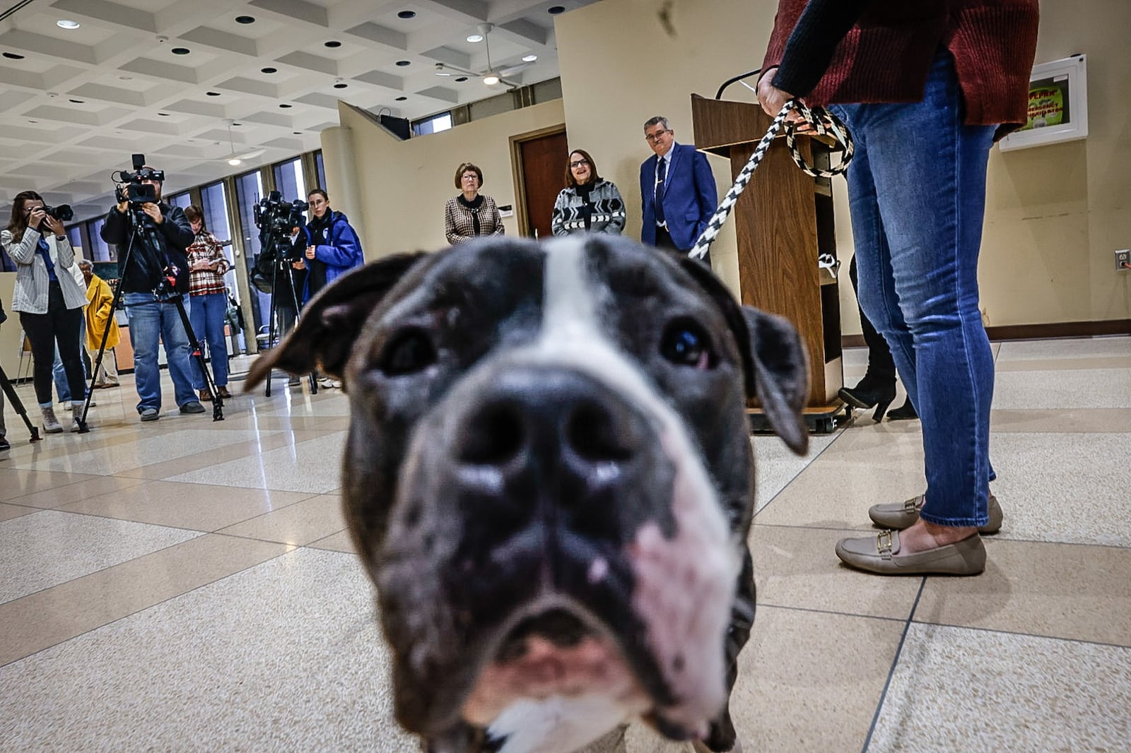 Enzo an adoptable dog from the Montgomery County Animal Resource Center along with Montgomery County Auditor Karl Keith launched the sale of dog license Monday December 2, 2024 at the administration building. The dog license few goes to animal welfare in Montgomery County. JIM NOELKER/STAFF