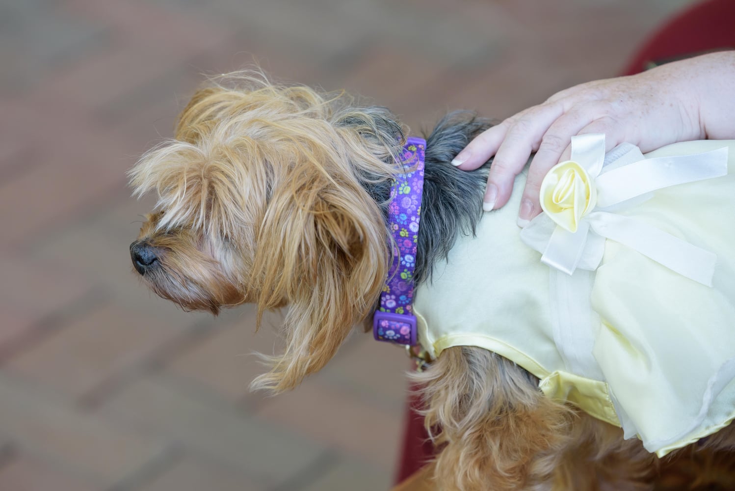 PHOTOS: 2024 Blessing of the Animals at Epiphany Lutheran Church