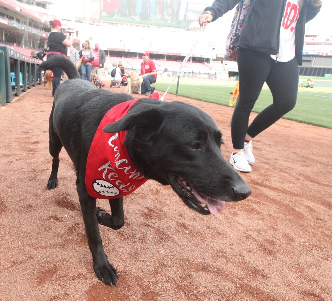 Photos: Bark in the Park Night at Great American Ball Park