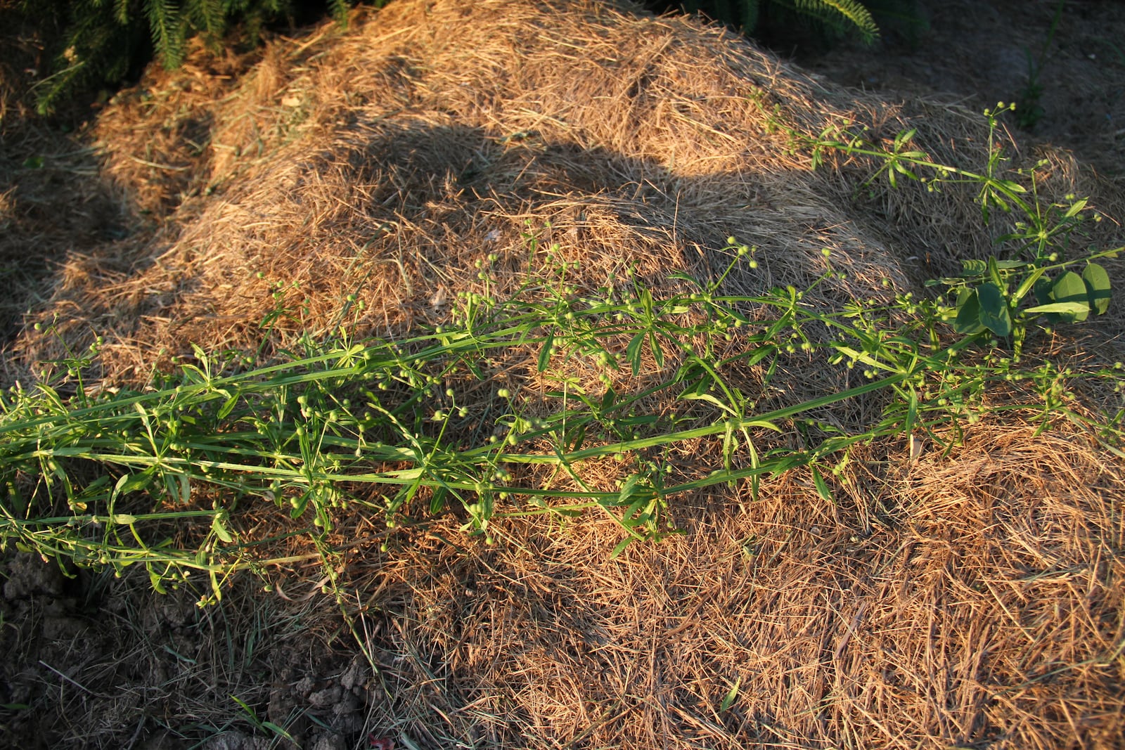 Bedstraw or Galium aparine is a common winter annual in flower beds. CONTRIBUTED