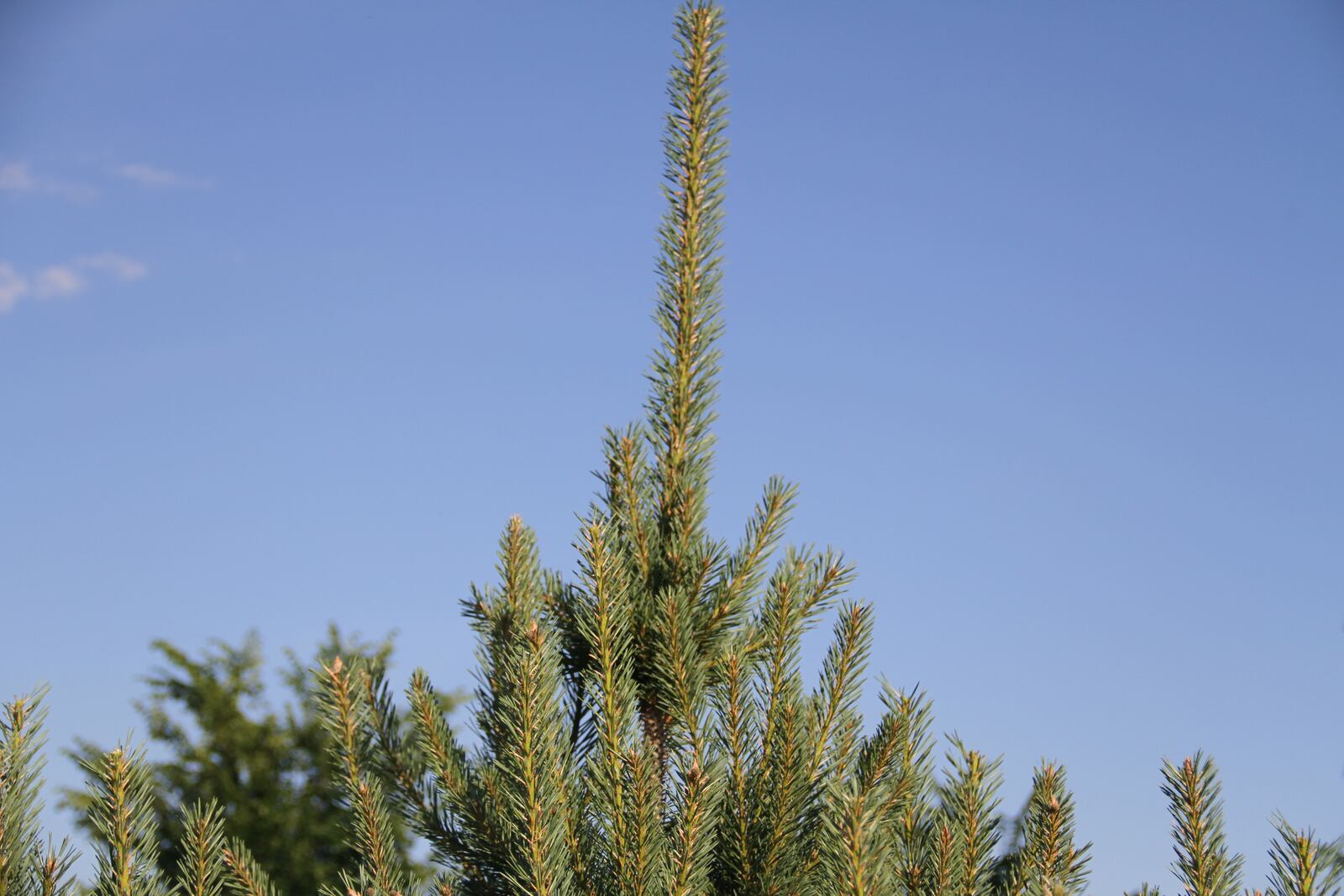 Prune co-dominant branches in order to develop a dominant central leader.