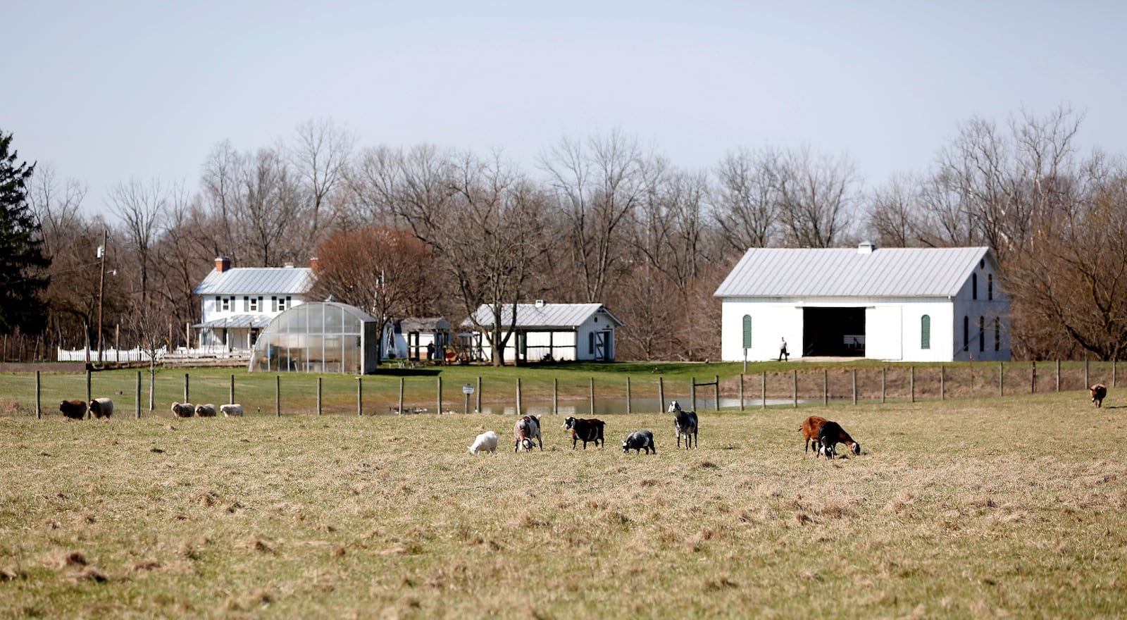 Animals graze in fields at the farm at Possum Creek MetroPark. Possum Creek MetroPark Edible Farm is striving to become a leader in promoting small-scale food raising for the local community. LISA POWELL / STAFF