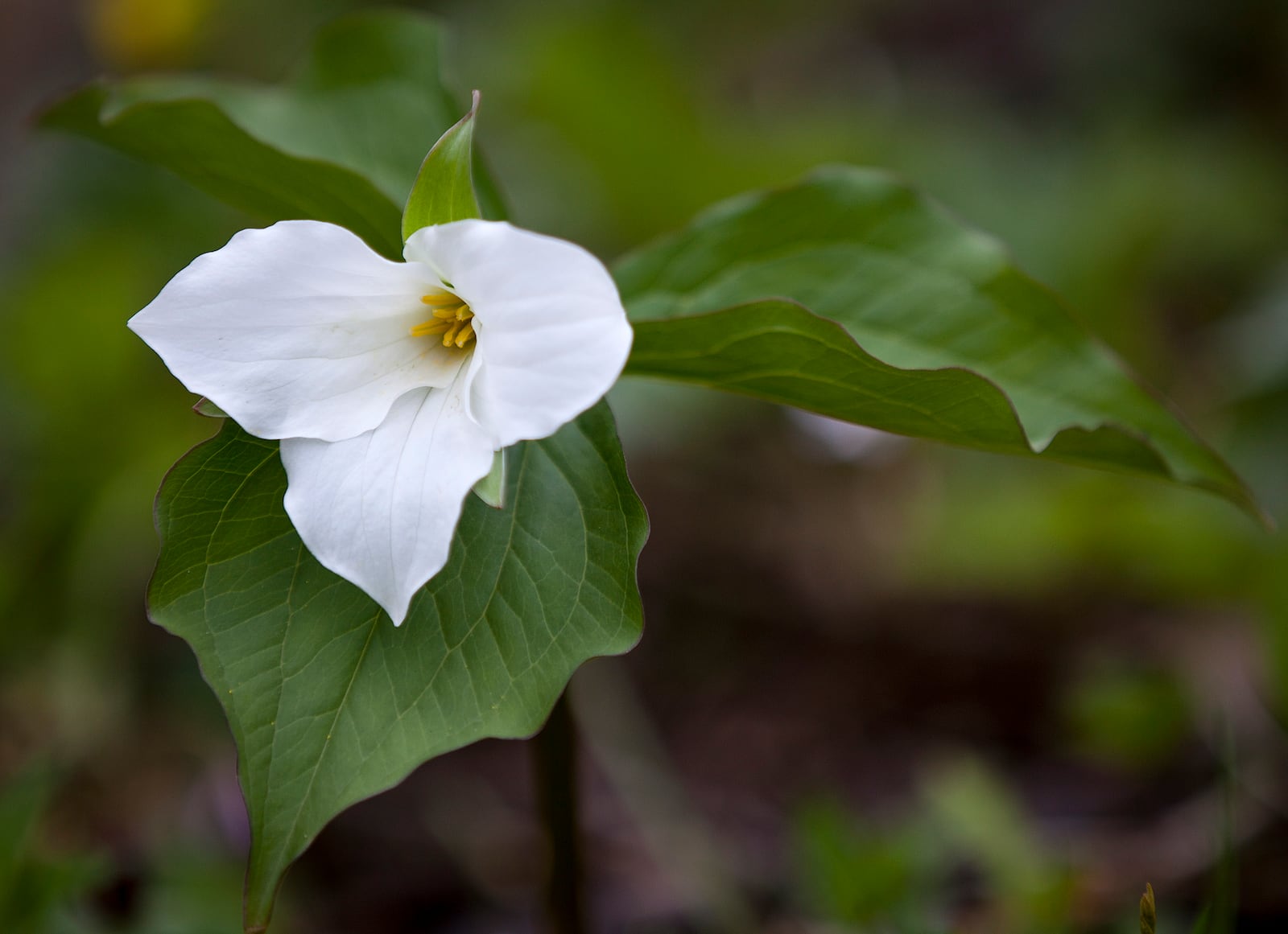 A white trillium, the official Ohio state wildflower, can be found at Taylorsville MetroPark. (The Columbus Dispatch / Eamon Queeney)