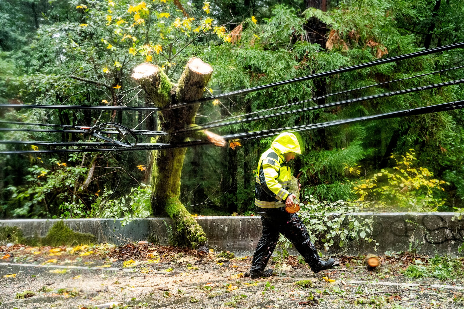 A firefighter clears branches from a tree that toppled into power lines during heavy rains on Wednesday, Nov. 20, 2024, in the Occidental community in unincorporated Sonoma County, Calif. (AP Photo/Noah Berger)