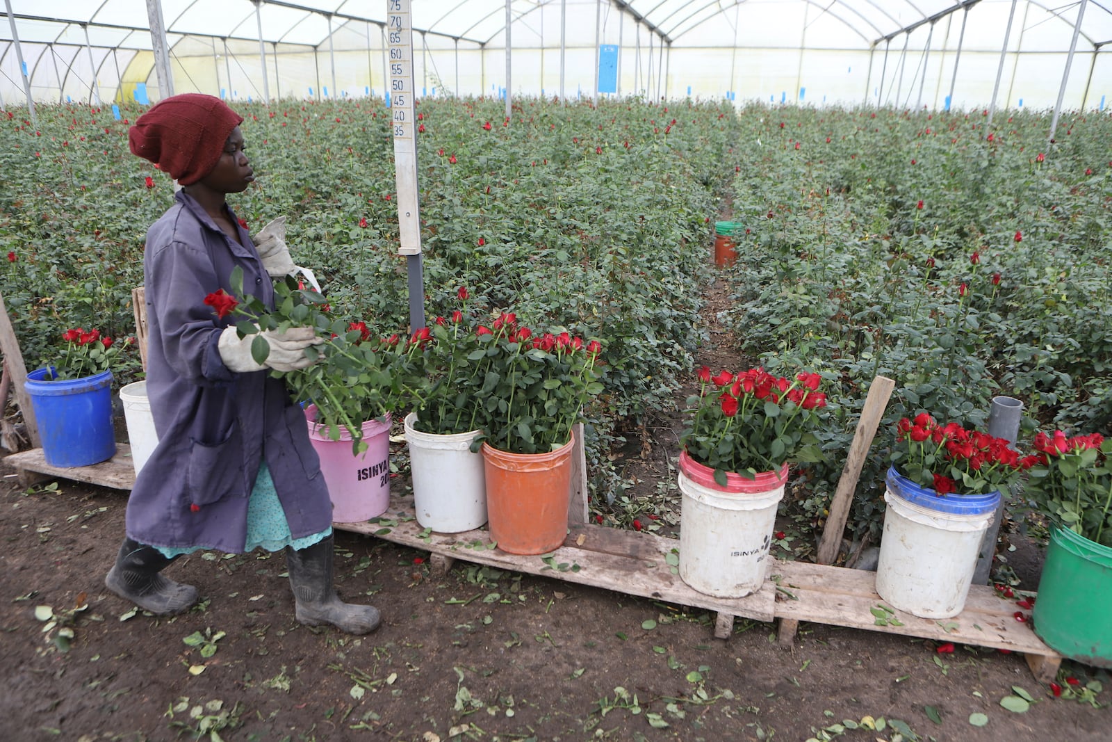 A worker picks roses at Isinya Roses Limited - Porini Flower farm in Kajiado County, Kenya Friday, Feb. 7, 2025. (AP Photo/Andrew Kasuku)