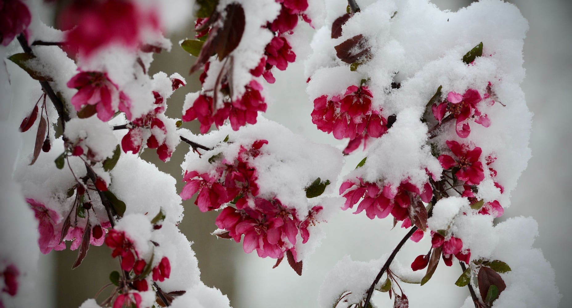 Snow covers spring flowers