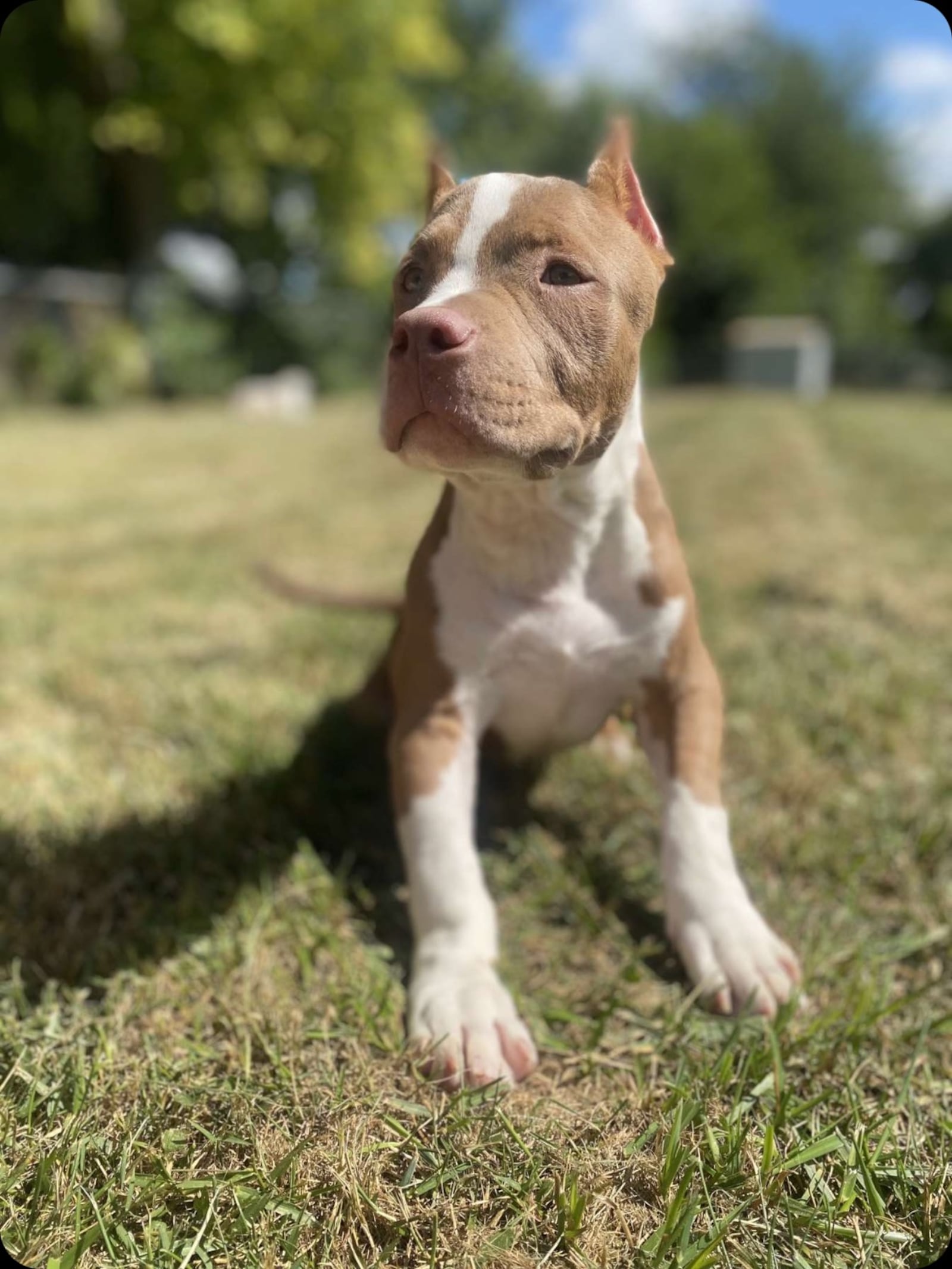 Phoenix, a puppy between 6 and 9 months, suffered multiple fractures and lacerations when he was reportedly slammed multiple times against the ground as a young pup. CONTRIBUTED