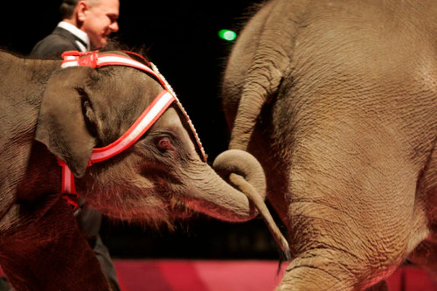 Antioch Shrine Circus at UD