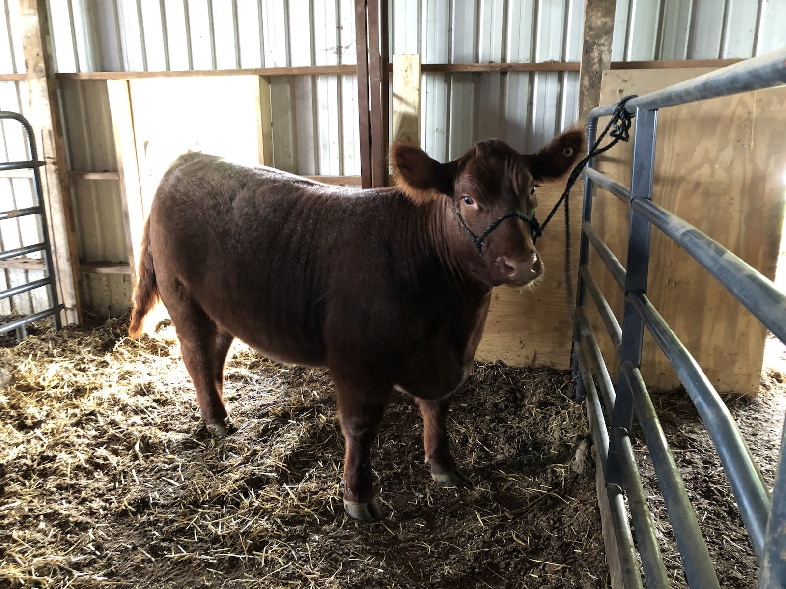 Waylon is a shorthorn steer which survived two tornadoes at this farm owned by James and Mary Ann Barr at 1045 Ludlow Road in Beavercreek Township. When the steer was a calf the barn he was in was badly damaged in a tornado on April 3, 2018. On Monday, May 27, 2019, the Barr’s farm was struck by a tornado again, tearing off the doors of the barn where Waylon and a heifer were kept, damaging another building and demolishing the roof of the Barr’s home. None of the Barr’s 25-head of cattle were injured in either tornado. PHOTOS by Lynn Hulsey