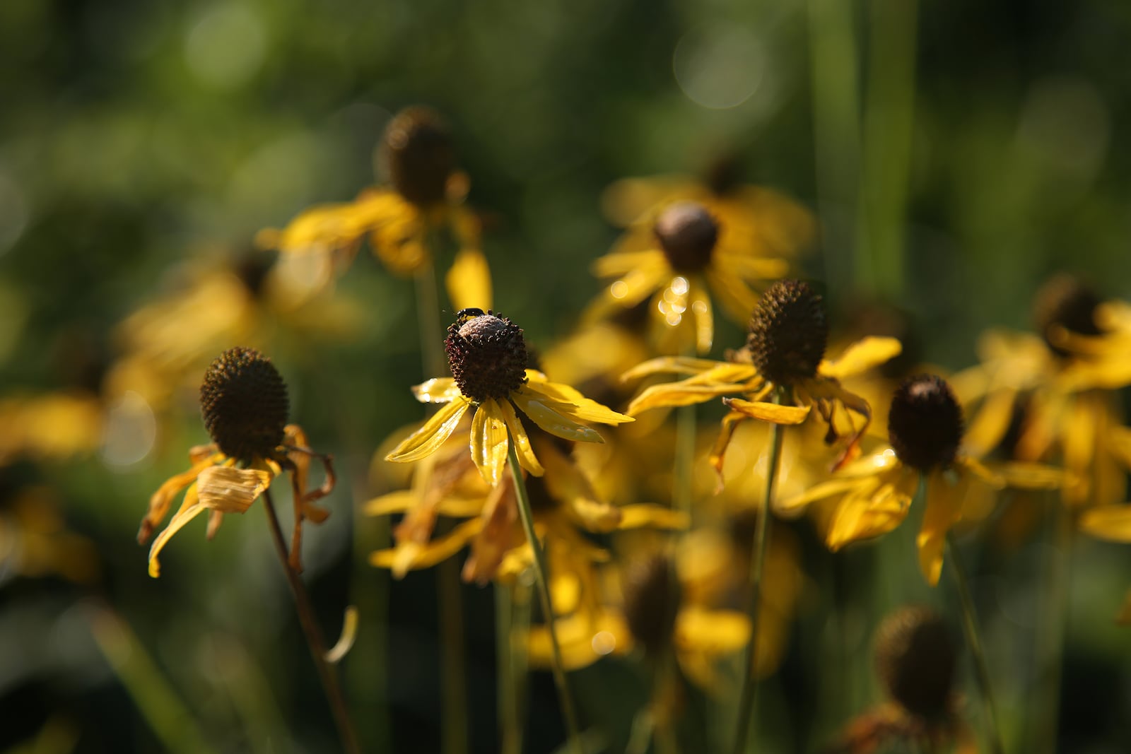 The Huffman Prairie State Natural Landmark is in full bloom. At 112-acres it is one of the largest prairie remnants in Ohio. The prairie is cared for by Five Rivers MetroParks and Wright-Patterson Air Force Base. It is located adjacent to the field where the Wright brothers tested their planes. LISA POWELL / STAFF