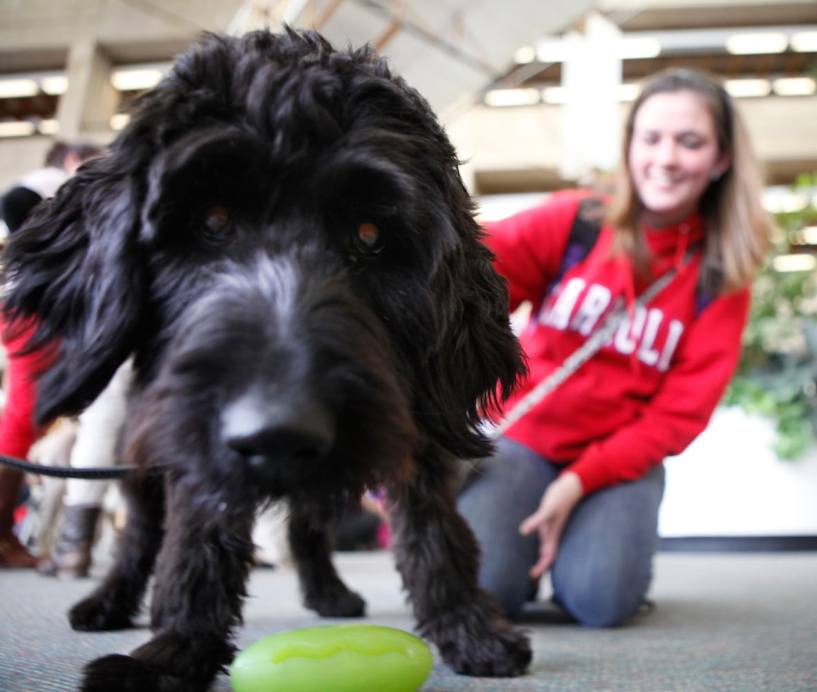 Finals Week Stress Relief Dogs