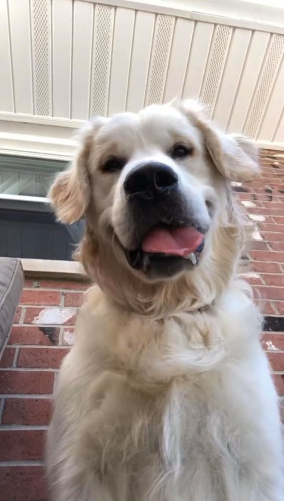 PHOTOS: It’s National Dog Day! Here is some puppy smiles for you