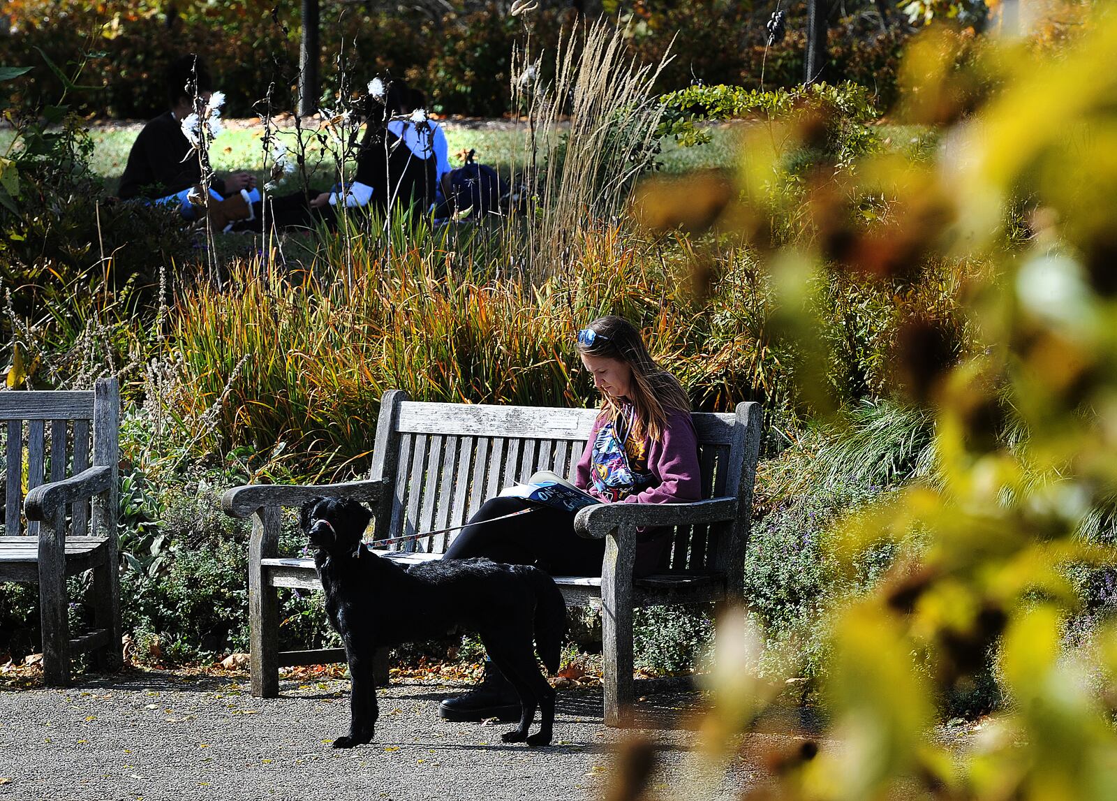 Angela Willis sits with her dog Luna Friday Oct. 21, 2022 and reads at Cox Arboretum Five Rivers Metropark. MARSHALL GORBY\STAFF