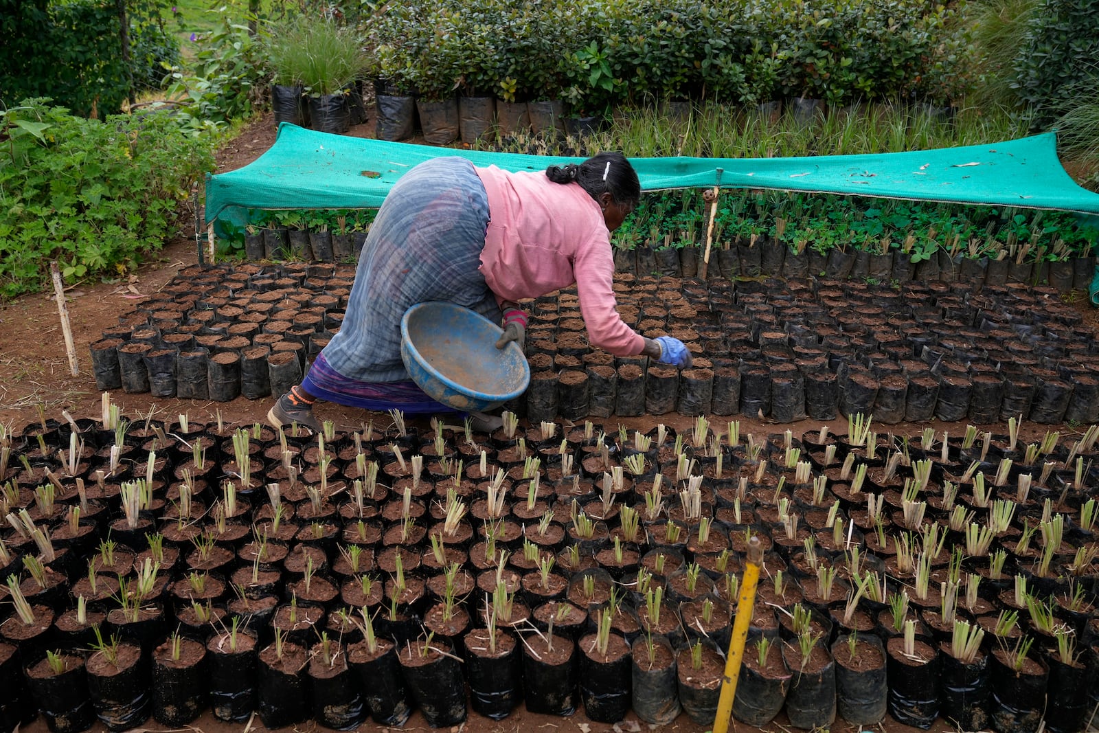 A worker arranges native tree saplings at a nursery run by a restoration practitioner in Udhagamandalam in Nilgiris district, India, Friday, Sept. 27, 2024. (AP Photo/Aijaz Rahi)