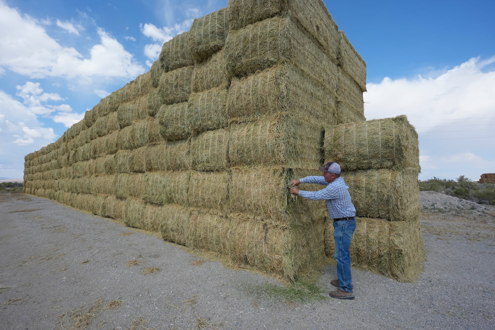 Tom Baker, co-owns the Baker ranch with his two brothers, looks at bales on the Baker Ranch Monday, Sept. 9, 2024, in Baker, Nevada. (AP Photo/Rick Bowmer)