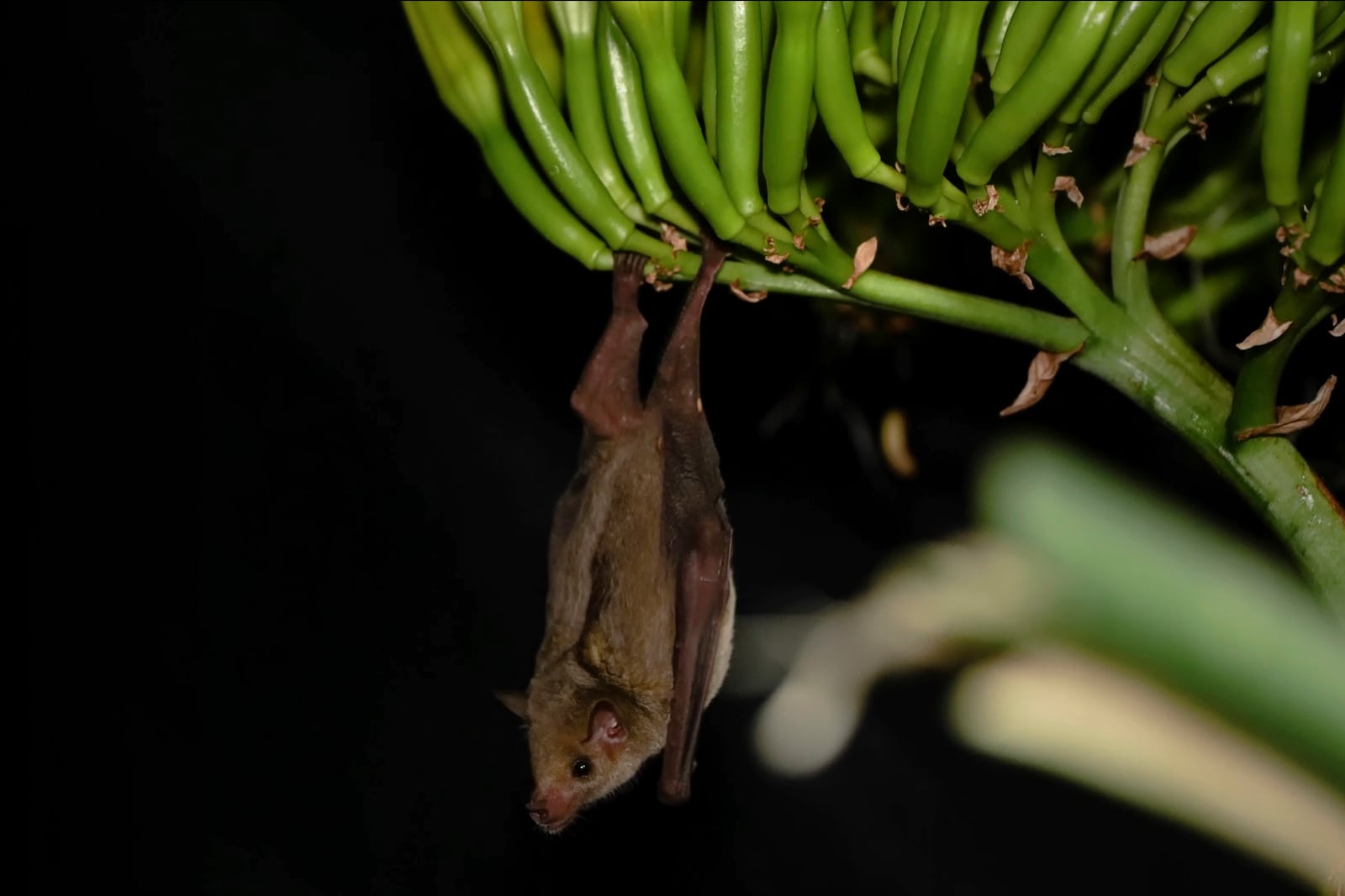 A Mexican long-nosed bat (Leptonycteris nivalis) hangs from agave flowers in Nuevo León, Mexico, in July 2022. (Chris Galloway/Horizonline Pictures/Bat Conservation International via AP)