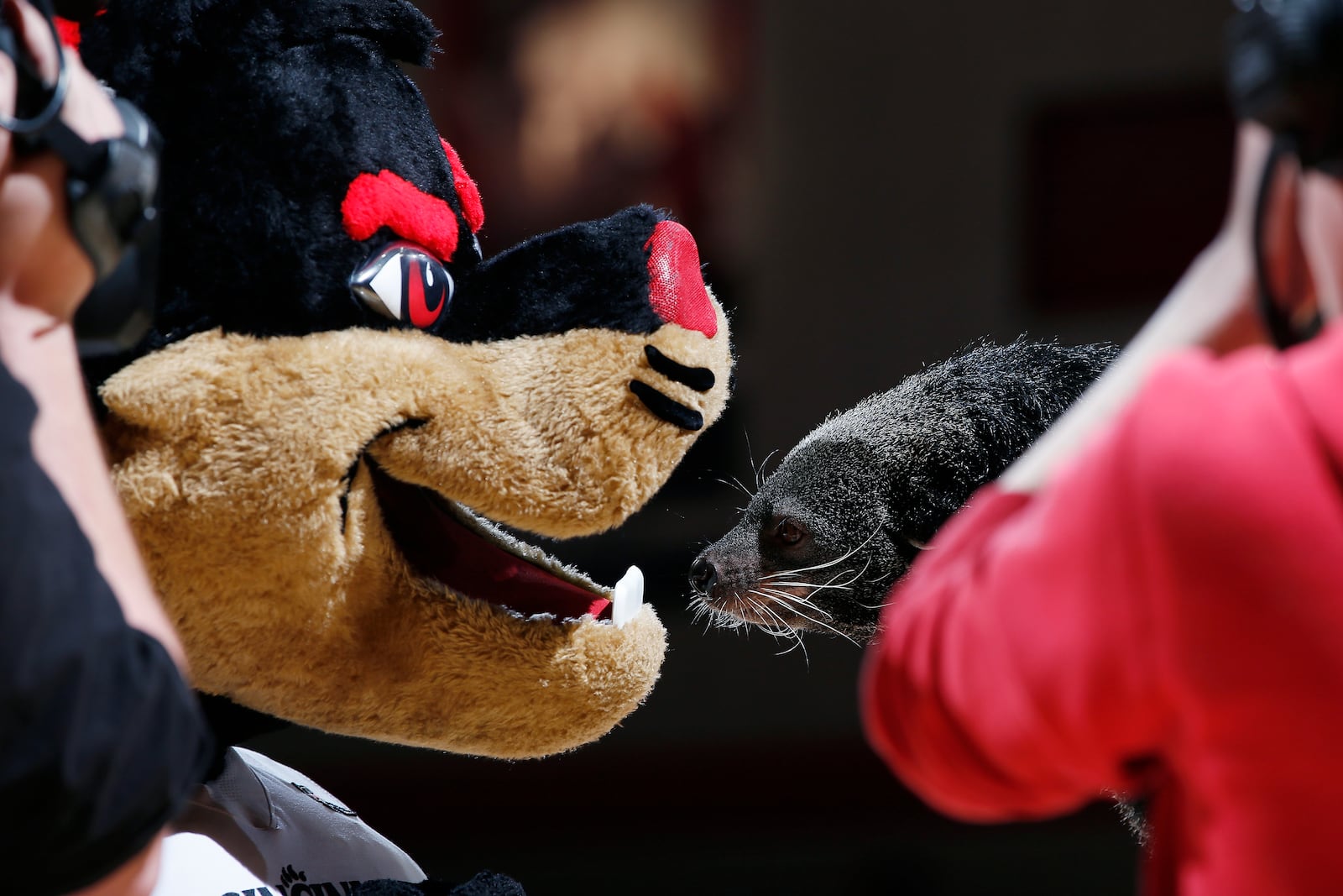 CINCINNATI, OH - DECEMBER 29: Cincinnati Bearcats mascot visits with a live bearcat from the Cincinnati Zoo during a timeout in the game against the Temple Owls at Fifth Third Arena on December 29, 2015 in Cincinnati, Ohio. Temple defeated Cincinnati 77-70. (Photo by Joe Robbins/Getty Images)