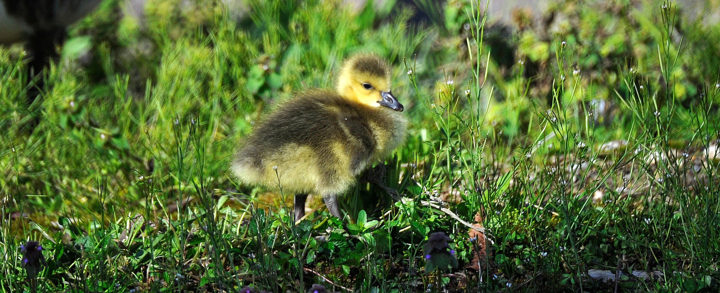 PHOTOS: Family of geese go for a walk in Dayton