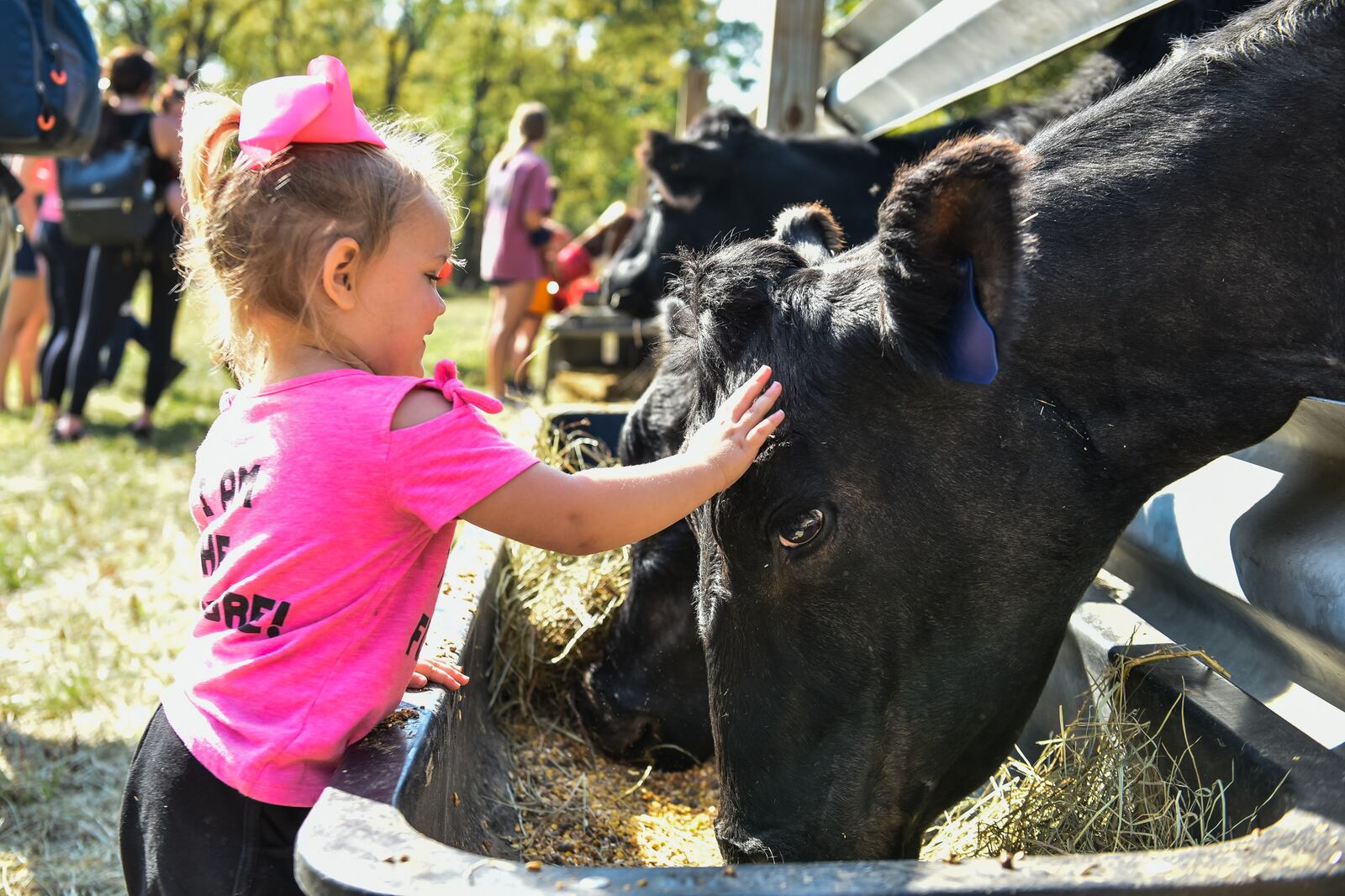 Willow Watts, 2, pets a cow at Jackson Family Farm Sunday, Sept. 27, 2020 in Madison Township. Fall on the Farm at Jackson Family Farm is open on weekends through October 25 on West Alexandria Road in Madison Township. The educational farm experience features pedal tractors, pumpkin patch, farm animals, corn maze, hay tower, hayride to the cattle field, pumpkin jump pad and more. NICK GRAHAM / STAFF