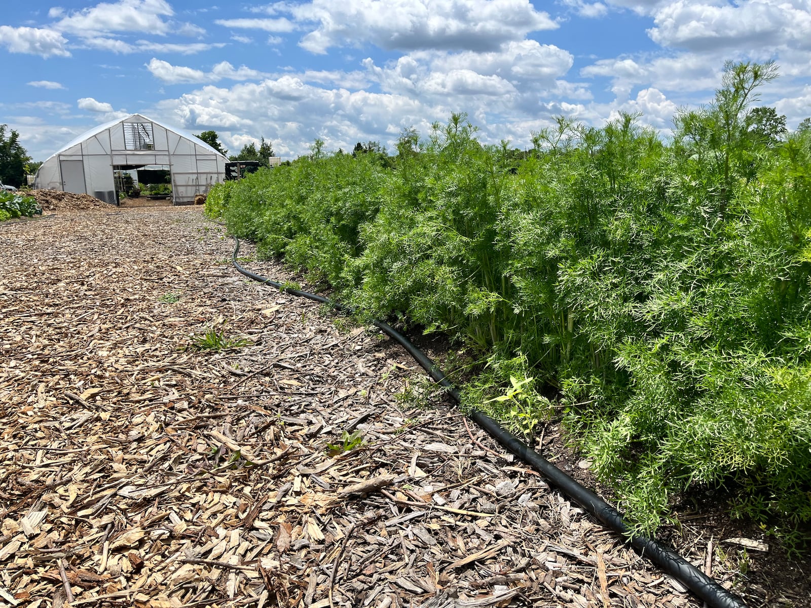 Oak & Ember Farms is a 36-acre regenerative farm with 10-acres of forest and a 5-acre lake at 2645 Olt Road, just outside of Dayton in Jefferson Twp. NATALIE JONES/STAFF