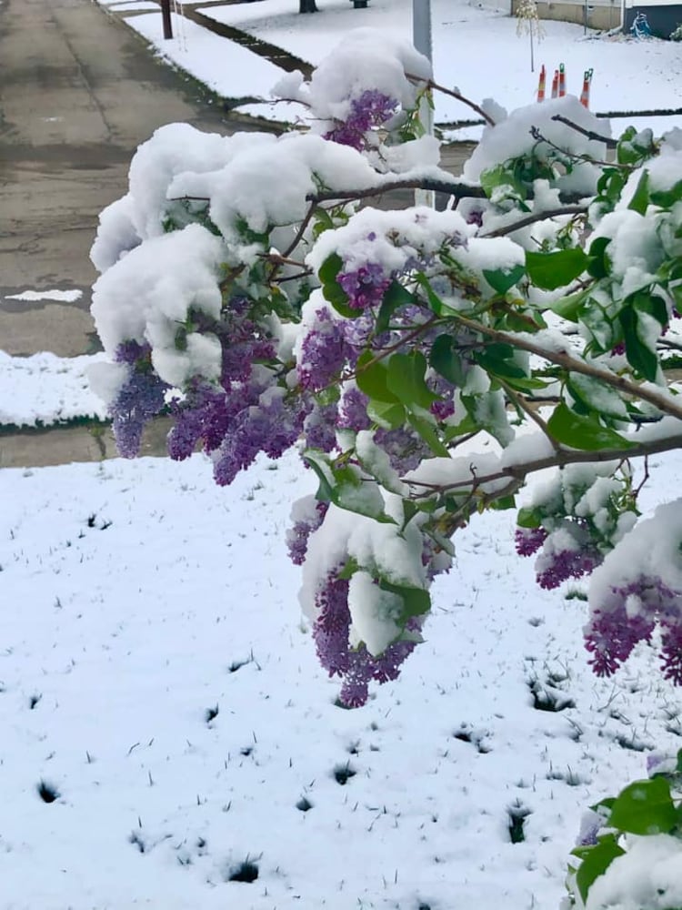 PHOTOS: Snowfall in April in the Miami Valley