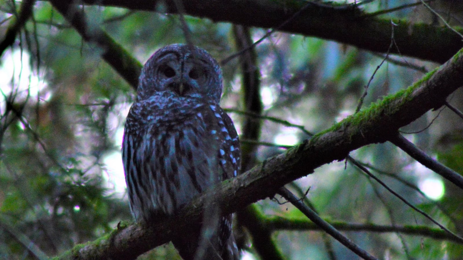 FILE PHOTO: Barred owl (BryanHanson/Morguefile license  https://morguefile.com/license