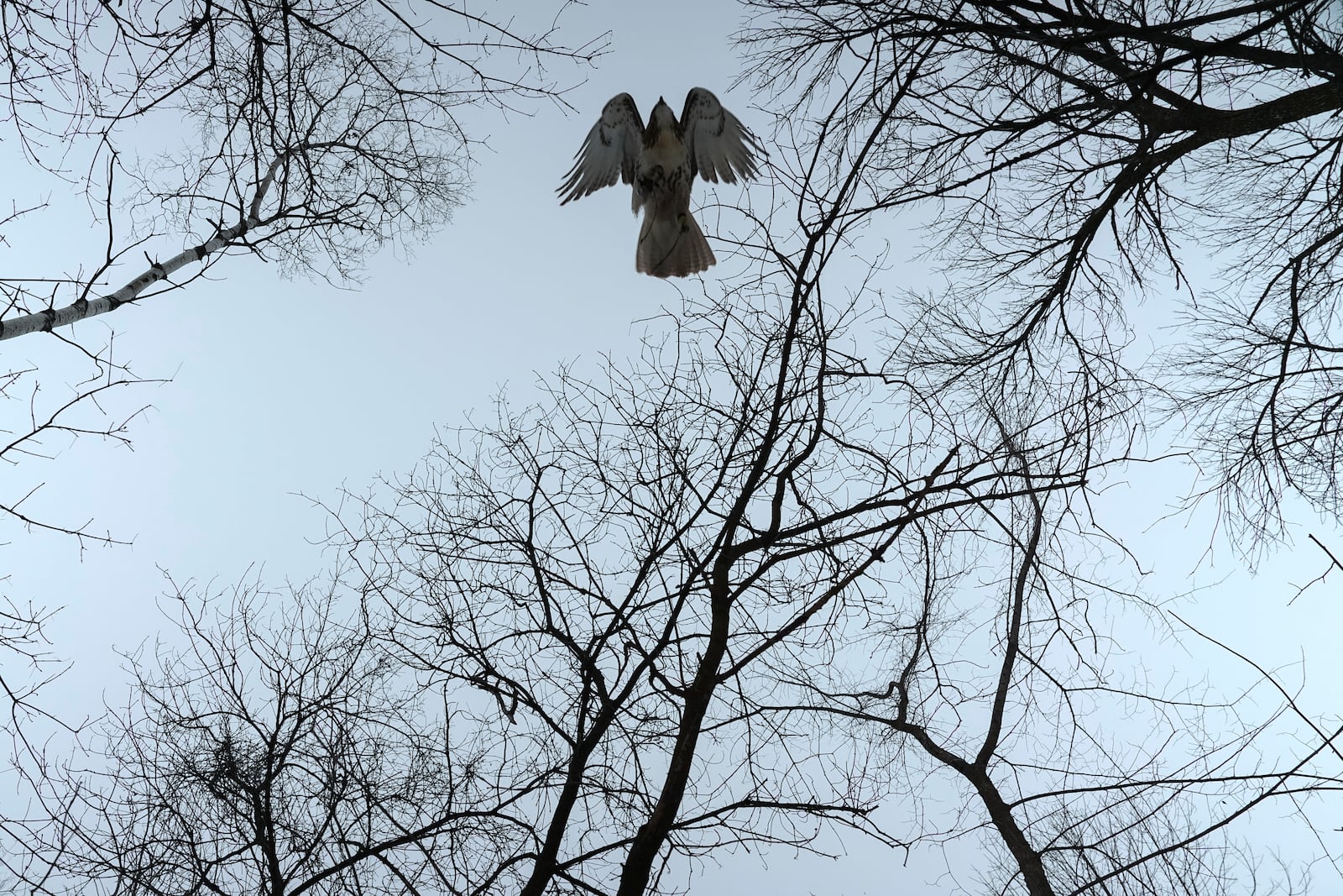 A hawk named Alexie Echo-Hawk flies while hunting with Stephanie Stevens, Friday, Feb. 14, 2025, in Greenleaf, Wis. (AP Photo/Joshua A. Bickel)