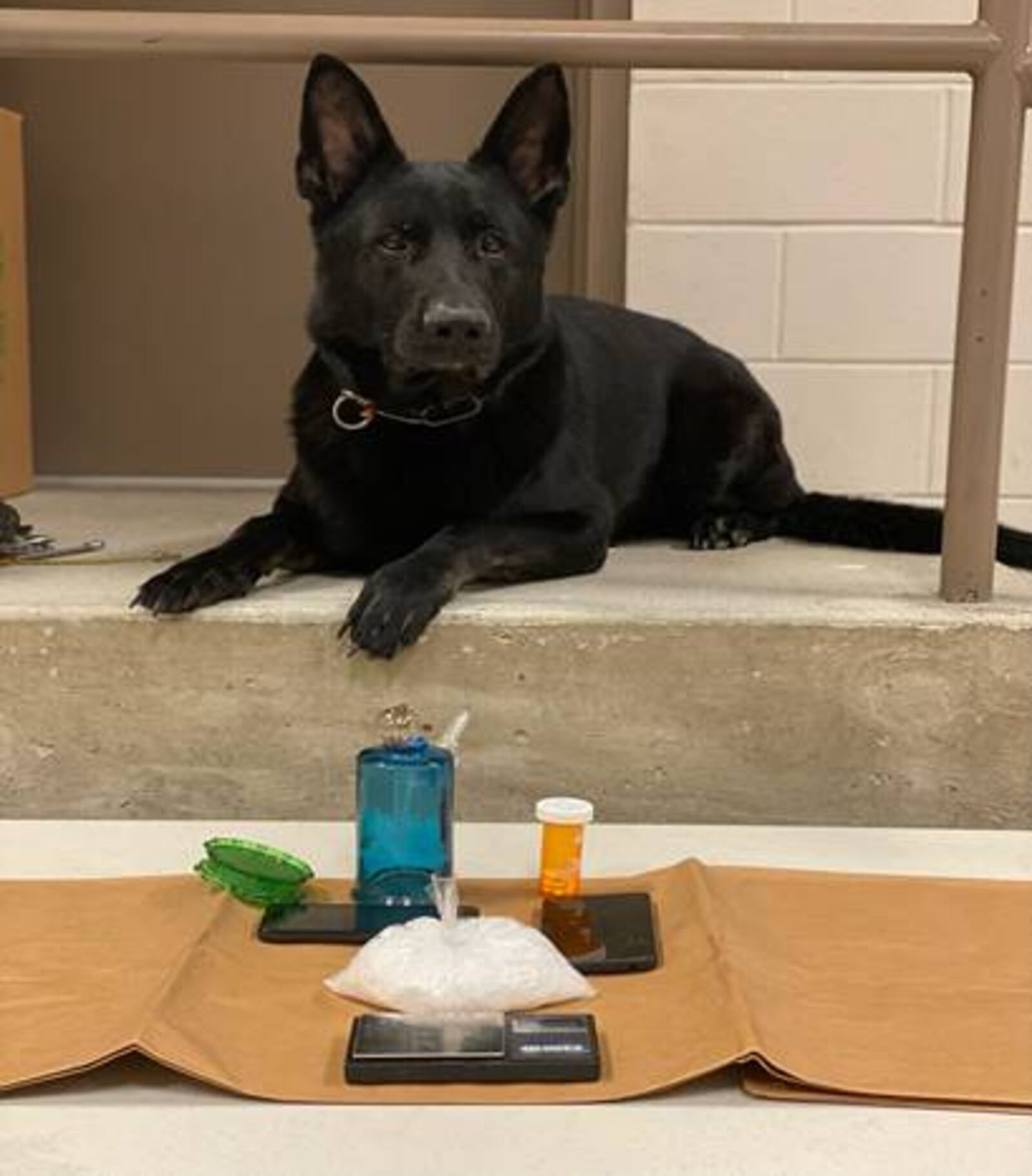 K9 Bear of the Darke County Sheriff's Office indicated a positive alert on a vehicle during a Feb. 1, 2022, traffic stop in Ansonia. A bag containing approximately 194 grams of suspected meth was found during a subsequent search, and the driver was arrested, deputies said. CONTRIBUTED