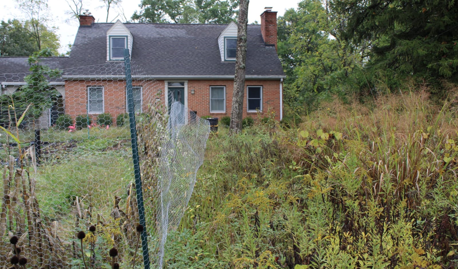 Natural lawns like Jon Ralinovsky’s serve many different purposes, fostering a native environment and eliminating the need to use harmful chemicals like those people sometimes use to maintain turf grass lawns. AUSTIN SMITH/OXFORD FREE PRESS