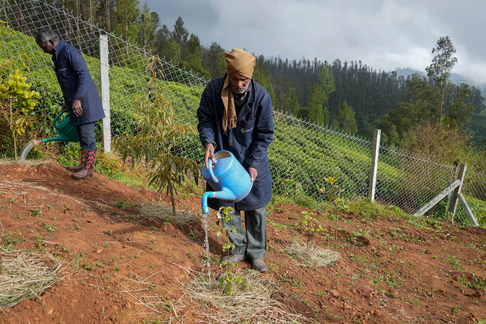 E. Shekhar, left, and N Krishnan, who work for a restoration practitioner, water the native tree saplings and grasses after planting them at a site surrounded by tea estates, in Nilgiris district, India, Friday, Sept. 27, 2024. (AP Photo/Aijaz Rahi)