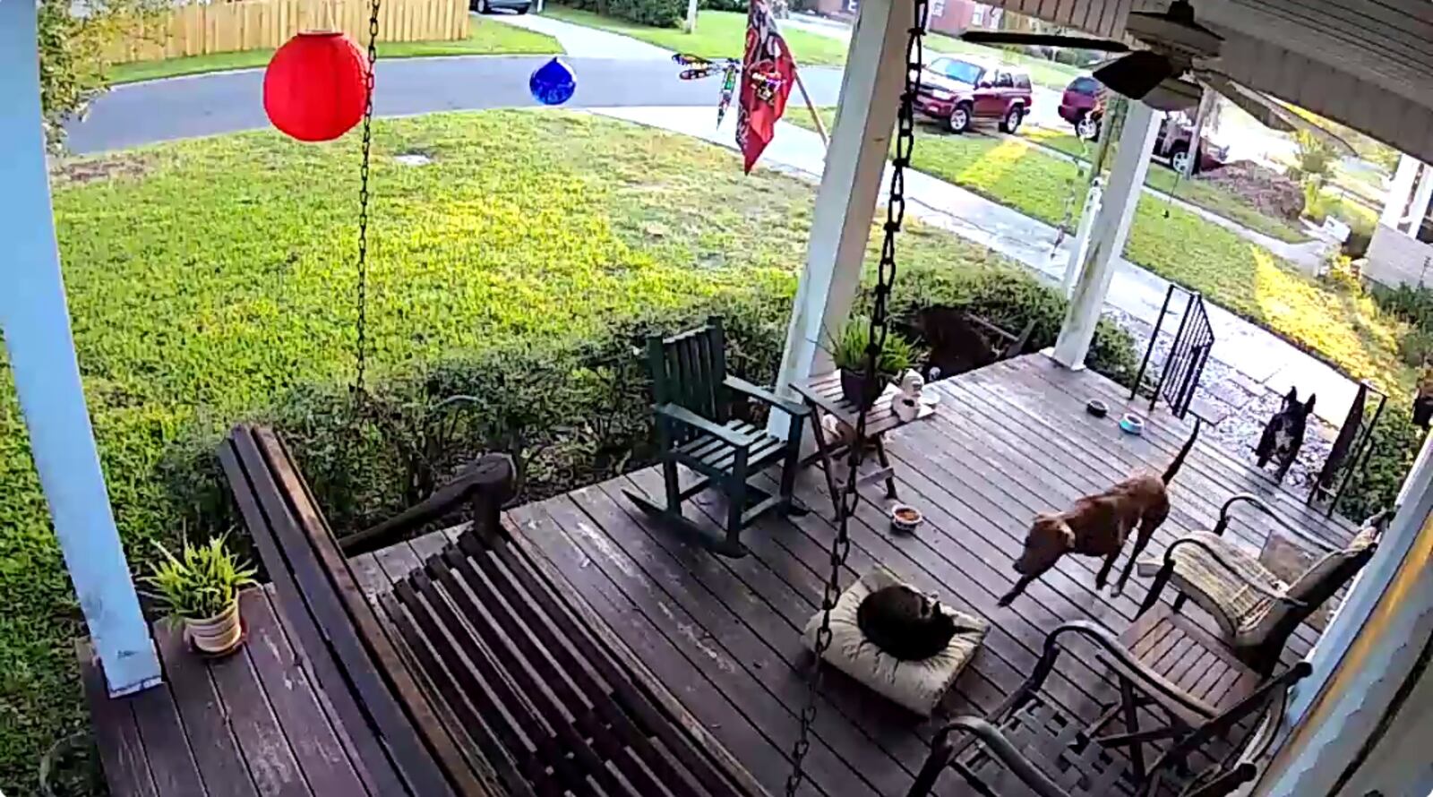 Video from a homeowner’s surveillance camera showed at least one cat being attacked. (Photo contributed to ActionNewsJax.com)